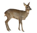 European Roe Deer, Capreolus capreolus, 3 years Royalty Free Stock Photo