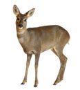 European Roe Deer, Capreolus capreolus, 3 years