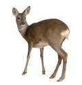 European Roe Deer, Capreolus capreolus, 3 years Royalty Free Stock Photo