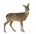 European Roe Deer, Capreolus capreolus, 3 years Royalty Free Stock Photo