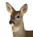 European Roe Deer, Capreolus capreolus, 3 years Royalty Free Stock Photo