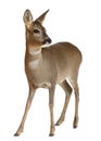 European Roe Deer, Capreolus capreolus, 3 years