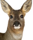 European Roe Deer, Capreolus capreolus, 3 years Royalty Free Stock Photo