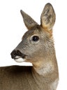 European Roe Deer, Capreolus capreolus, 3 years Royalty Free Stock Photo