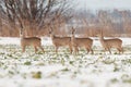 European roe deer Capreolus capreolus, also known as the western roe deer, chevreuil. Group of four individuals Royalty Free Stock Photo