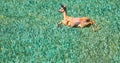 The European roe deer up in the air Royalty Free Stock Photo