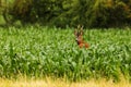 European roe deer (Capreolus capreolus), detail in the cornfield Royalty Free Stock Photo