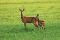 European roe deer, Capreolus capreolus, in green meadow. Doe and fawn standing in grass and grazing. Wild animals in nature