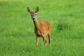 European roe deer, Capreolus capreolus, in green meadow. Doe standing in grass and grazing. Wild animal in natural habitat