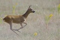 An European roe deer running in a field in the heat of the day time in Brandenburg Berlin. Royalty Free Stock Photo