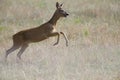 An European roe deer running in a field in the heat of the day time in Brandenburg Berlin. Royalty Free Stock Photo