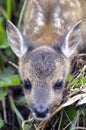 European Roe Deer Fawn Royalty Free Stock Photo