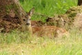 European roe deer fawn, Capreolus capreolus, hiding in grass near tree. Young animal in natural habitat. Wildlife scene Royalty Free Stock Photo