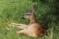 European roe deer fawn, Capreolus capreolus, lying and relaxing in grass under pine tree. Detail of young animal in nature Royalty Free Stock Photo