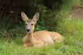 European roe deer fawn, Capreolus capreolus, lying and relaxing in grass under pine tree. Detail of young animal in nature Royalty Free Stock Photo