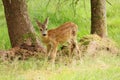 European roe deer fawn Capreolus capreolus standing in grass on meadow. Wild animal in forest. Detail of young animal in nature Royalty Free Stock Photo