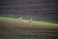 European ROE deer in the fields with green grass. South Moravian.Czech Republic.