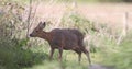 An European roe deer grazing