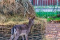 European roe deer living in their habitat in a park