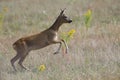 An European roe deer running in a field in the heat of the day time in Brandenburg Berlin. Royalty Free Stock Photo