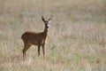 An European roe deer standing in a grassfield looking curious Royalty Free Stock Photo