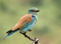 European Roller