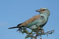 European Roller.