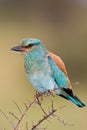 European roller