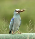 European roller