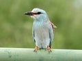 European roller