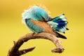 European Roller, beautiful colour light blue bird sitting on the branch with head below wing, hidden portrait in the plumage, blur Royalty Free Stock Photo