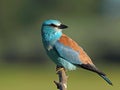 European roller bird on a branch