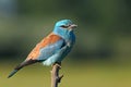 European roller bird on a branch Royalty Free Stock Photo