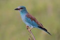 European Roller bird Royalty Free Stock Photo