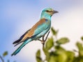 European roller on branch