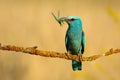 European roller with a catch of green winged insect perched on twig