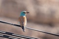 European Roller (Coracias garrulus) close up Royalty Free Stock Photo