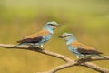 European Roller, Coracias garrulus