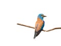 European roller Coracias garrulus isolated on white background Royalty Free Stock Photo