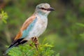 European Roller (Coracias garrulus) Royalty Free Stock Photo