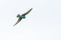 European roller or coracias garrulus in natural habitat