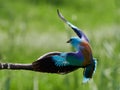 European roller coracias garrulus in natural habitat Royalty Free Stock Photo