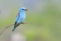 European Roller Royalty Free Stock Photo