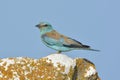 European Roller (coracias garrulus) Royalty Free Stock Photo