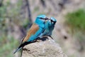 European roller (coracias garrulus) outdoor Royalty Free Stock Photo