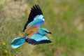 European roller (coracias garrulus) outdoor Royalty Free Stock Photo