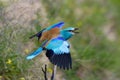 European roller (coracias garrulus) outdoor Royalty Free Stock Photo