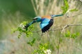 European roller (coracias garrulus) outdoor Royalty Free Stock Photo