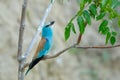 European roller (coracias garrulus) outdoor Royalty Free Stock Photo