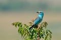 European roller (coracias garrulus) outdoor Royalty Free Stock Photo